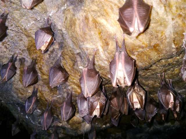 Колонія підковоносів у печері ``Вертеба``